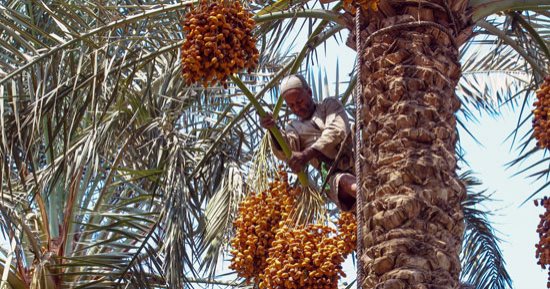 د محمد كمال يكتب: المبيدات وآفات النخيل والتغيرات المناخية والمكافحة التقليدية  